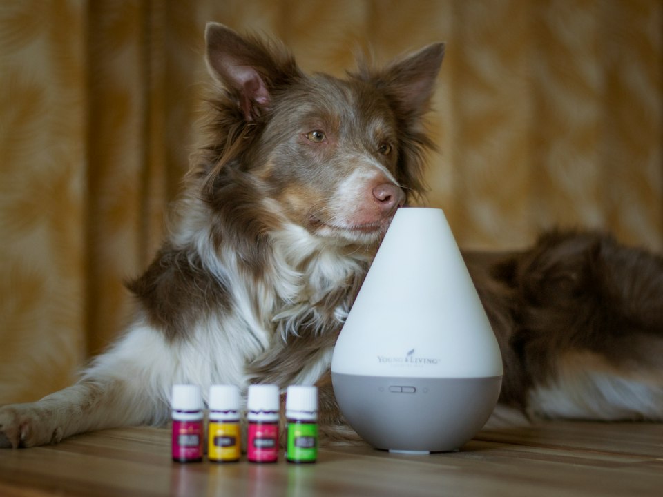 Perro recostado junto a un difusor de aromas