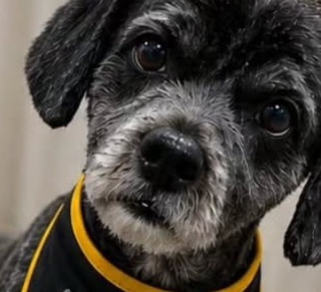 El mismo perrito después: corte limpio, pelo suelto y pañoleta de Estilo Perrón