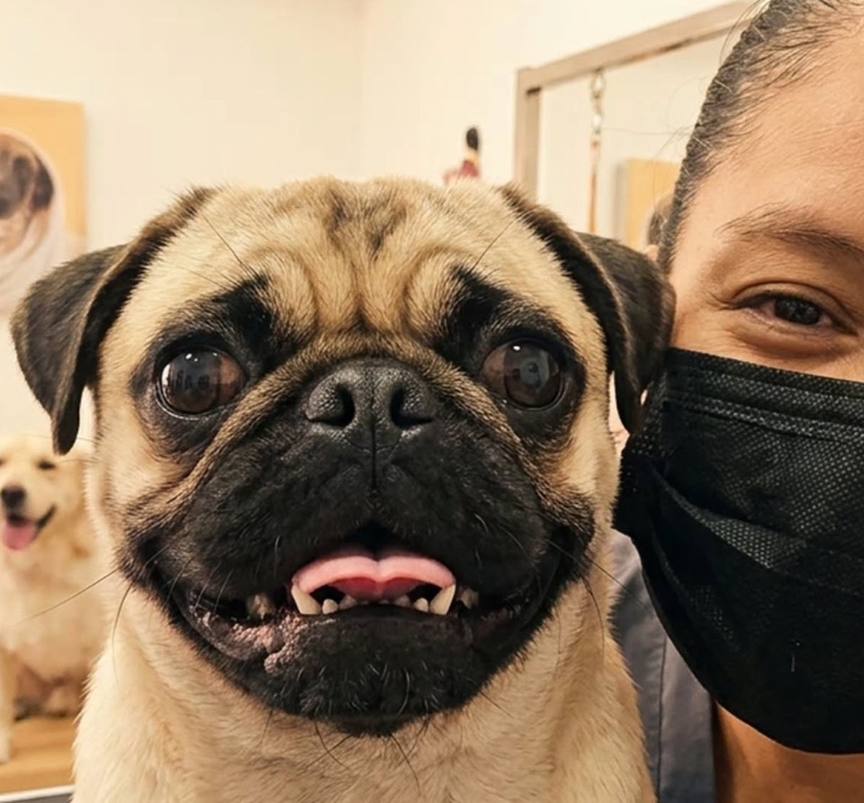 Pug con su groomer en Estilo Perrón