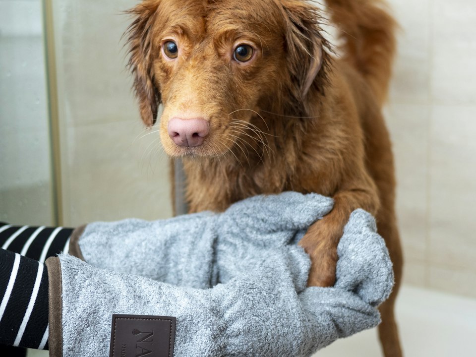 Perrito secándose las patitas con una toalla suave