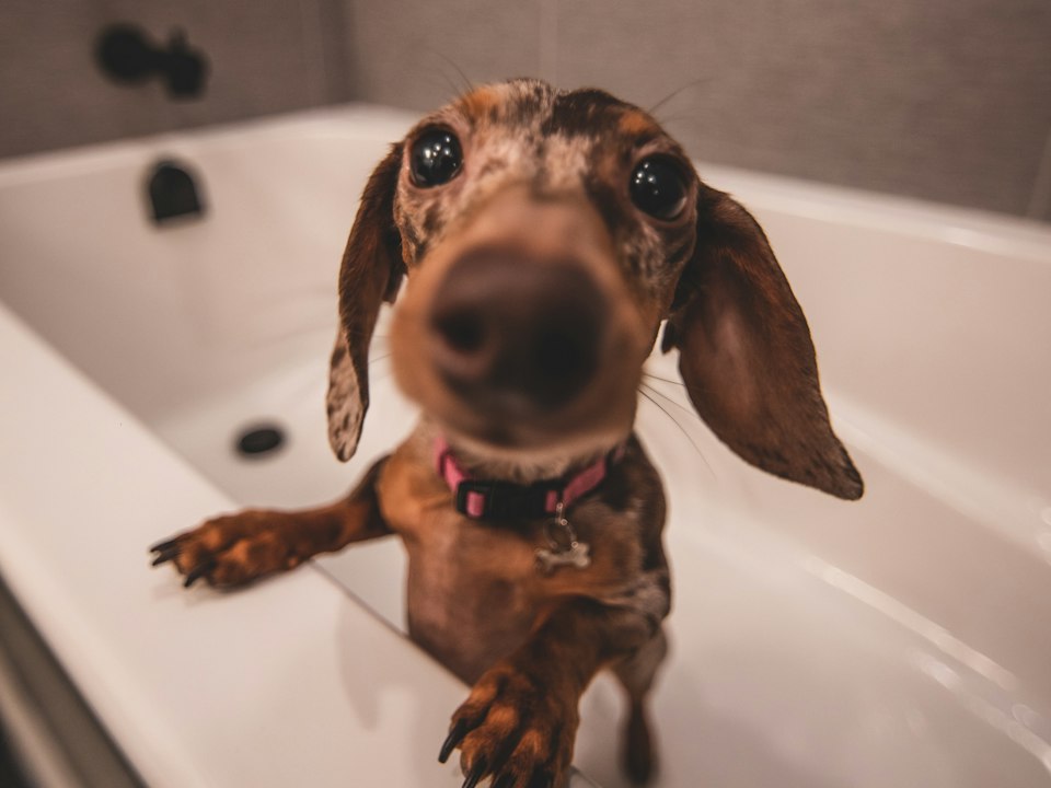 Perrito salchicha dentro de la tina, listo para su baño