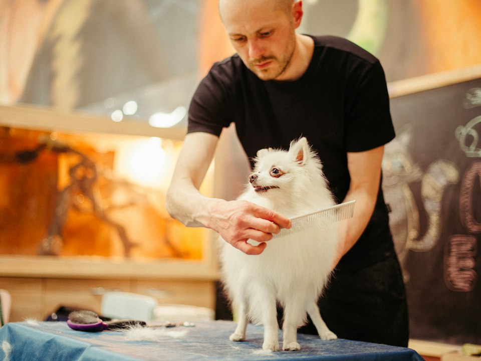 Peinando a un perrito blanco en la mesa de estética