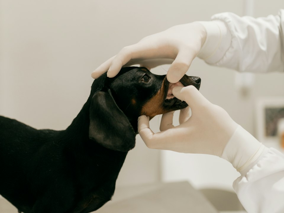 Revisando los dientes de un perrito salchicha