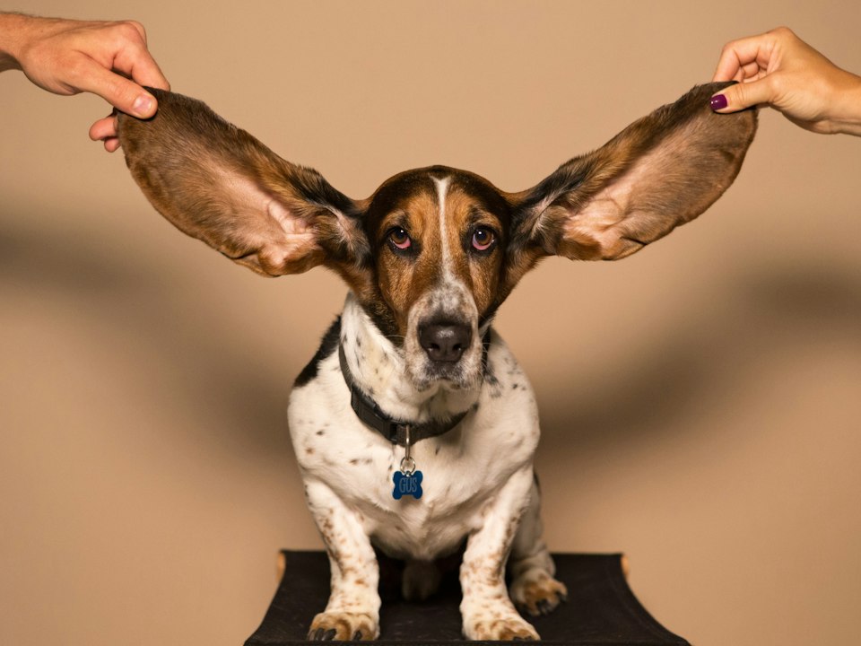 Basset con sus orejotas extendidas