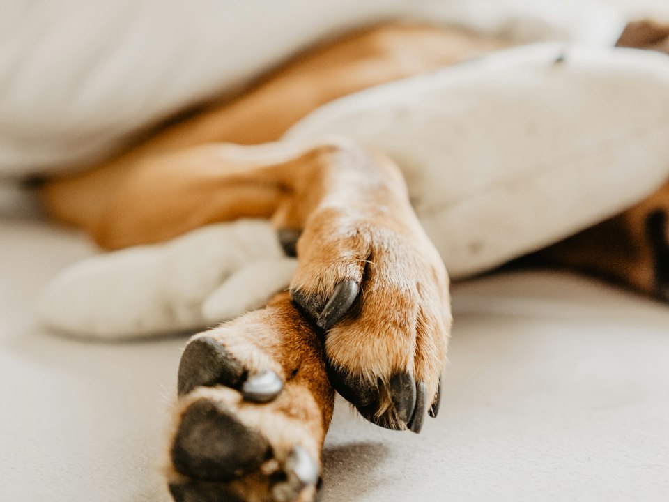 Perrito descansando con las patitas cruzadas