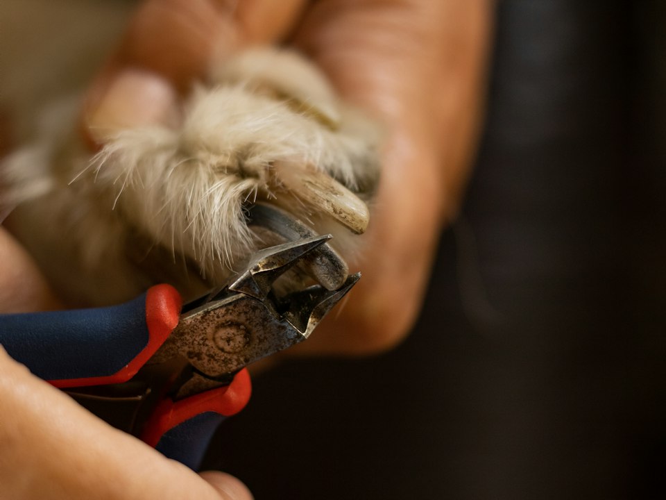 Cortando las uñas de una patita con cortaúñas para perro